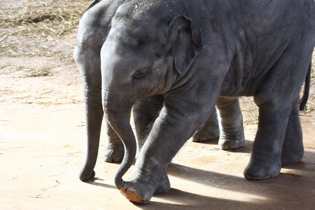 elefanten-park