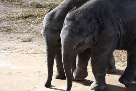elefanten-park