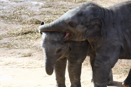 elefanten-park