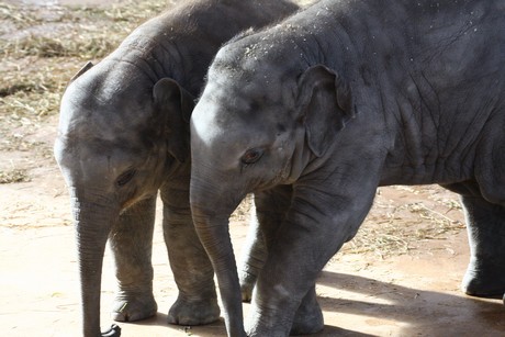 elefanten-park