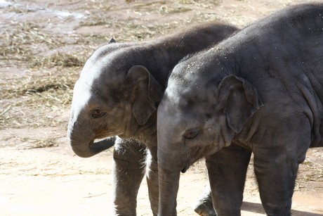 elefanten-park