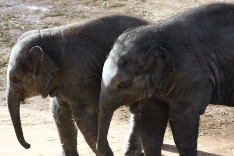 elefanten-park