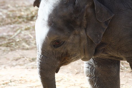 elefanten-park