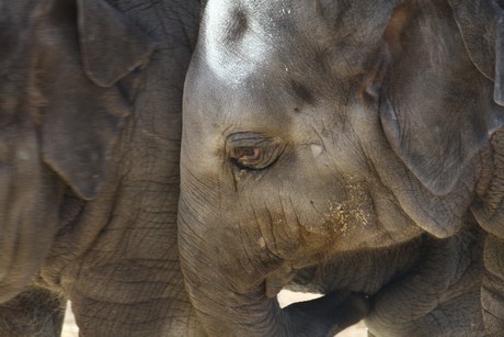 elefanten-park
