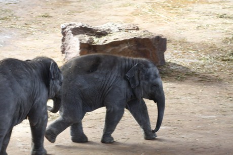 elefanten-park