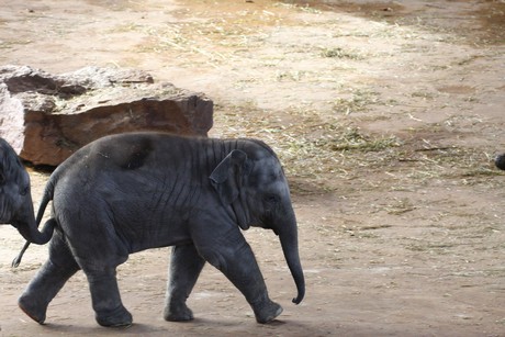 elefanten-park
