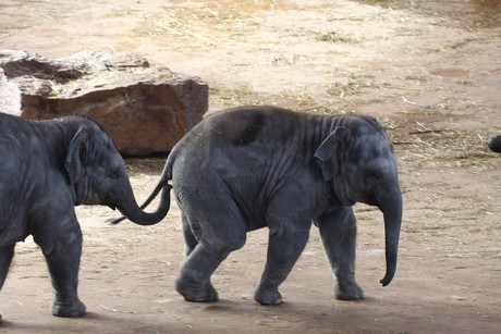 elefanten-park