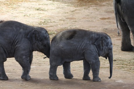 elefanten-park