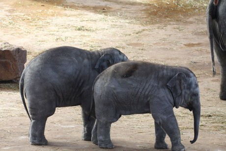 elefanten-park