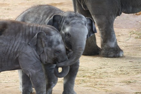 elefanten-park