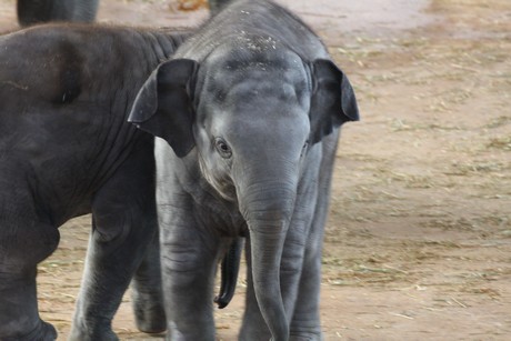 elefanten-park