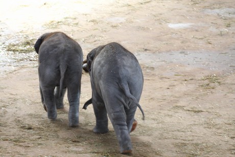 elefanten-park