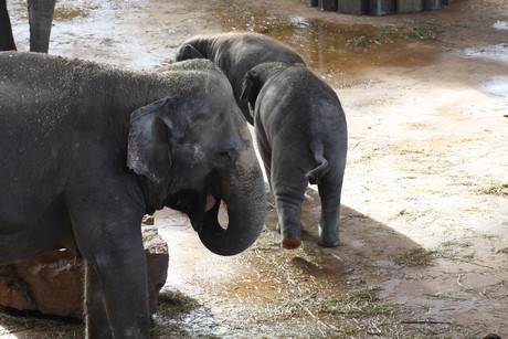 elefanten-park