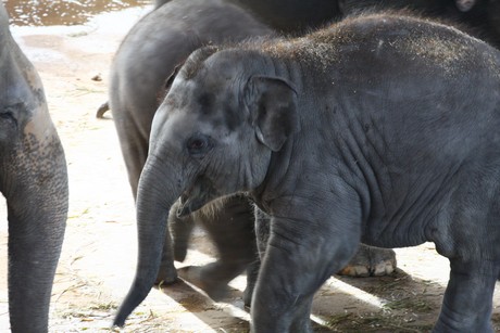 elefanten-park