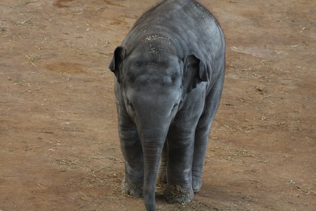 elefanten-park