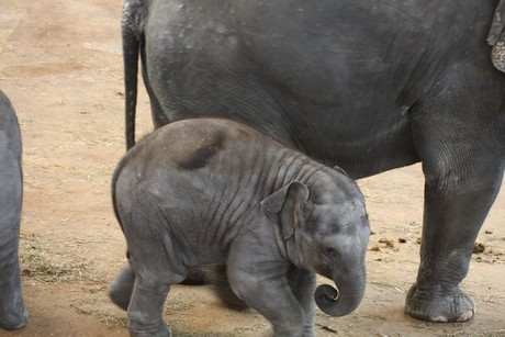 elefanten-park