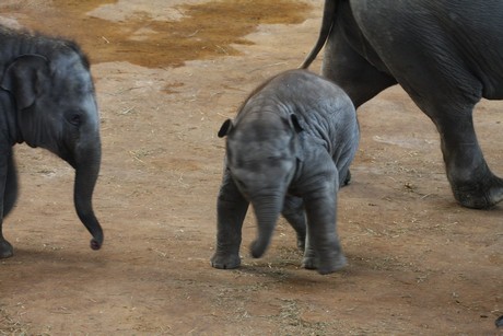 elefanten-park