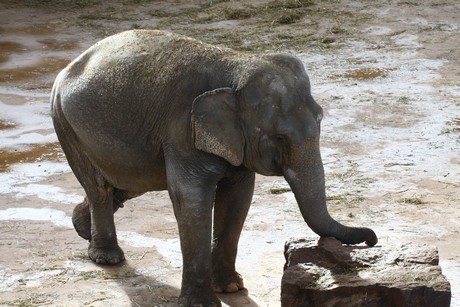 elefanten-park