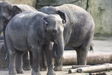 elefanten-park