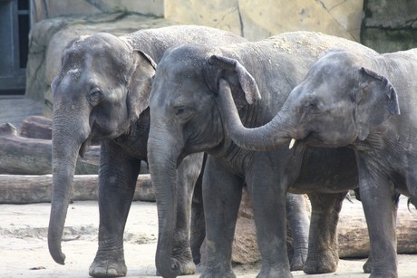 elefanten-park