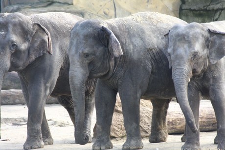 elefanten-park
