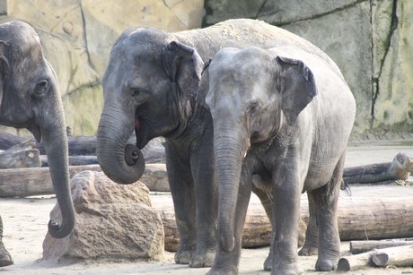 elefanten-park