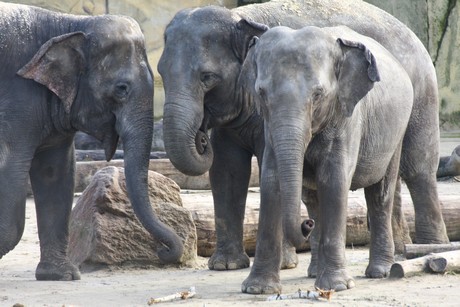 elefanten-park