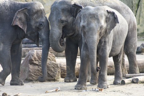 elefanten-park
