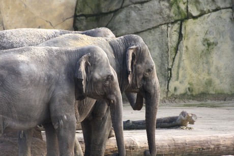 elefanten-park