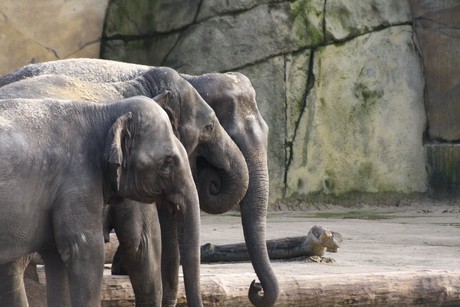 elefanten-park