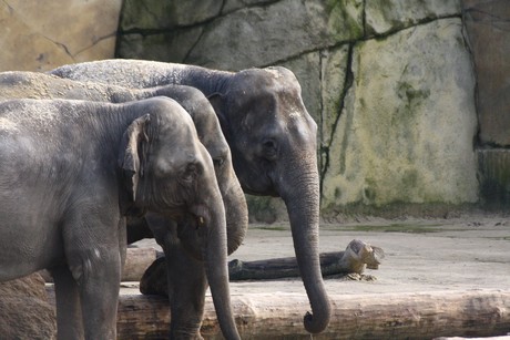 elefanten-park