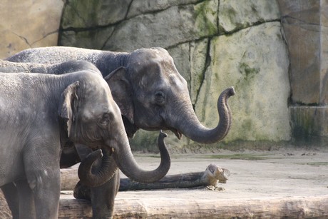 elefanten-park