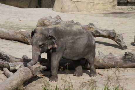elefanten-park