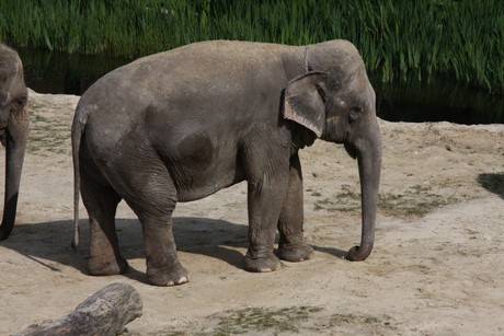 elefanten-park