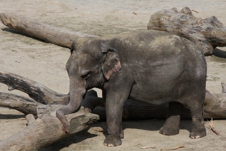 elefanten-park