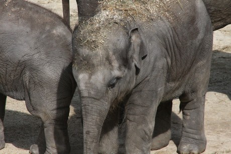 elefanten-park