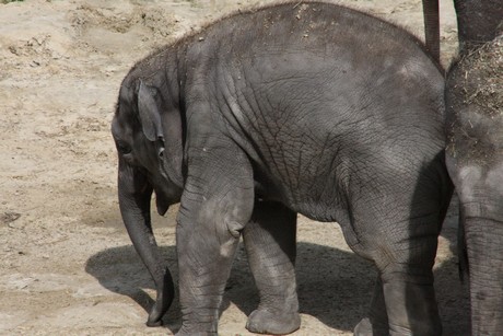 elefanten-park