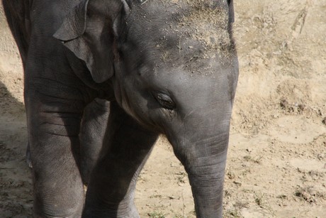elefanten-park
