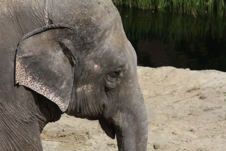elefanten-park