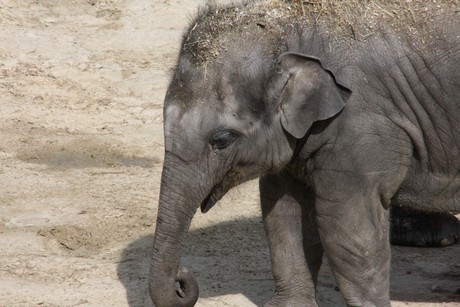elefanten-park
