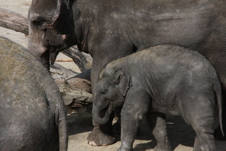 elefanten-park