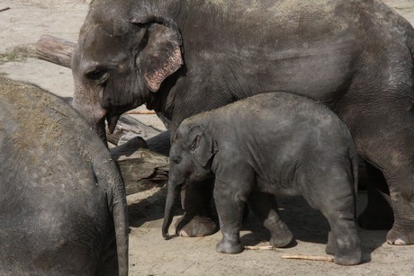 elefanten-park
