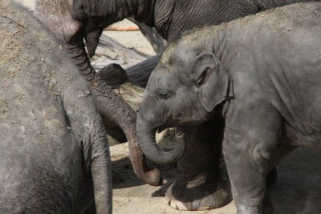 elefanten-park