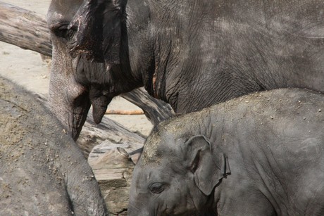 elefanten-park