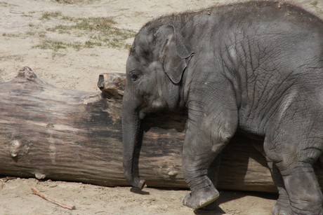 elefanten-park