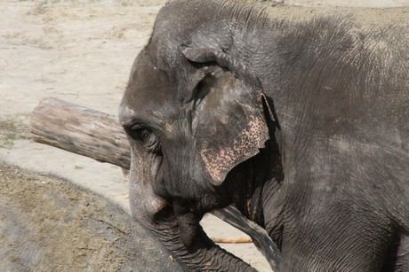 elefanten-park