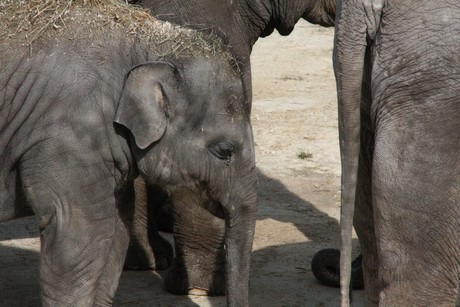 elefanten-park