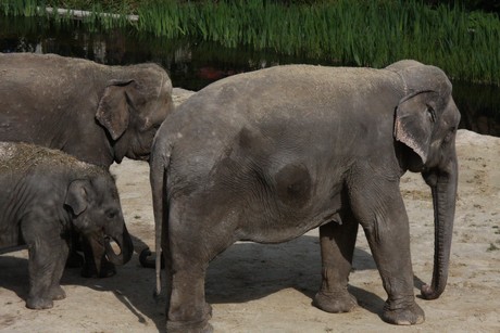 elefanten-park