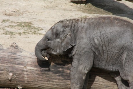 elefanten-park