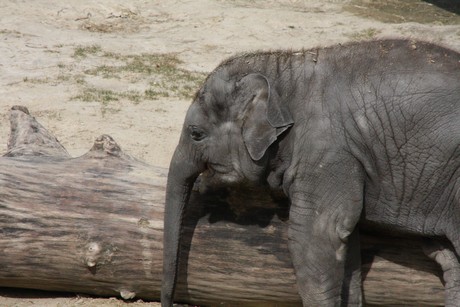 elefanten-park